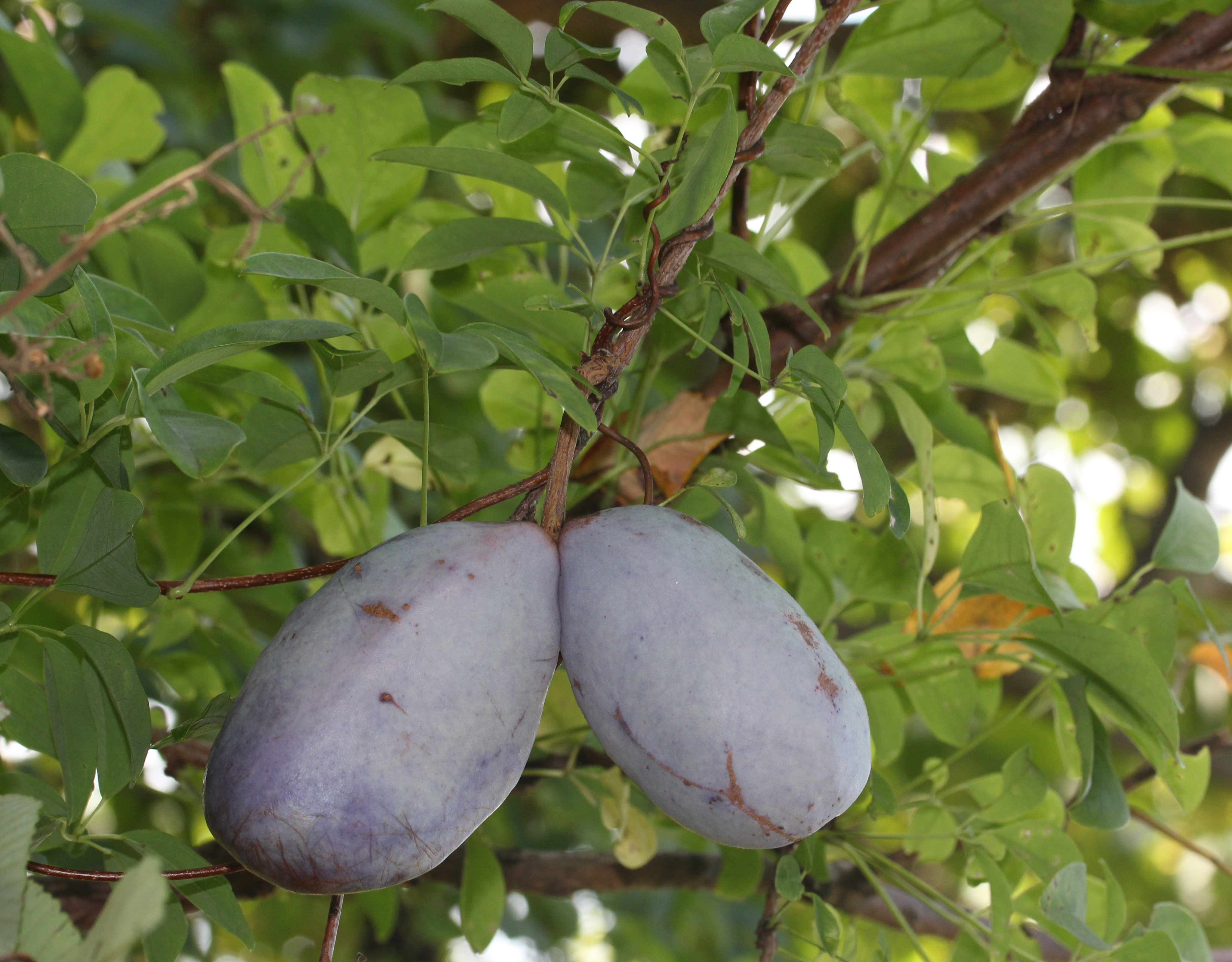 Akebi — Chocolate vine, two purple oblong fruit hanging from vine