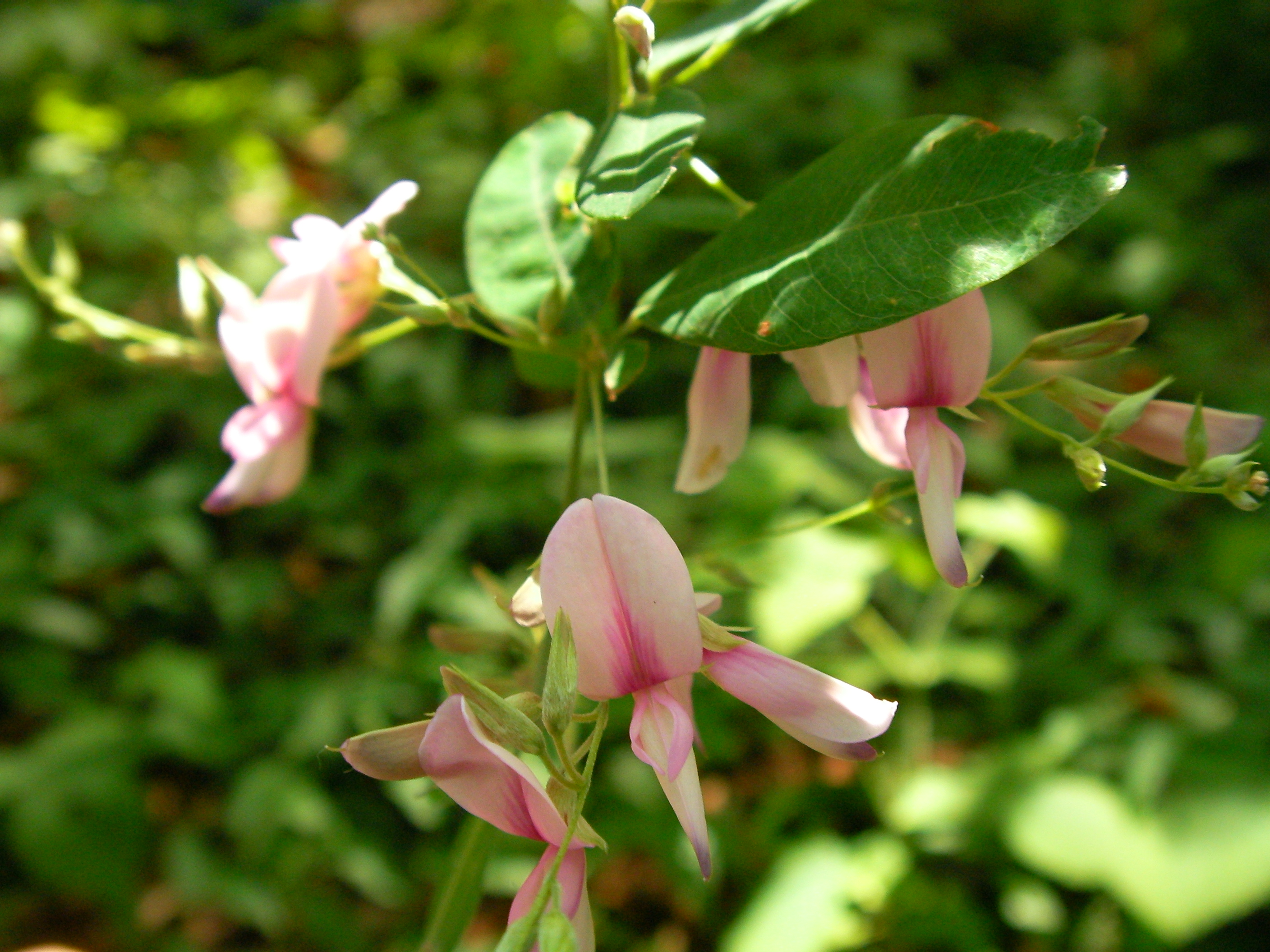 Hagi — Bush clover in bloom, cascading purple-pink flowers