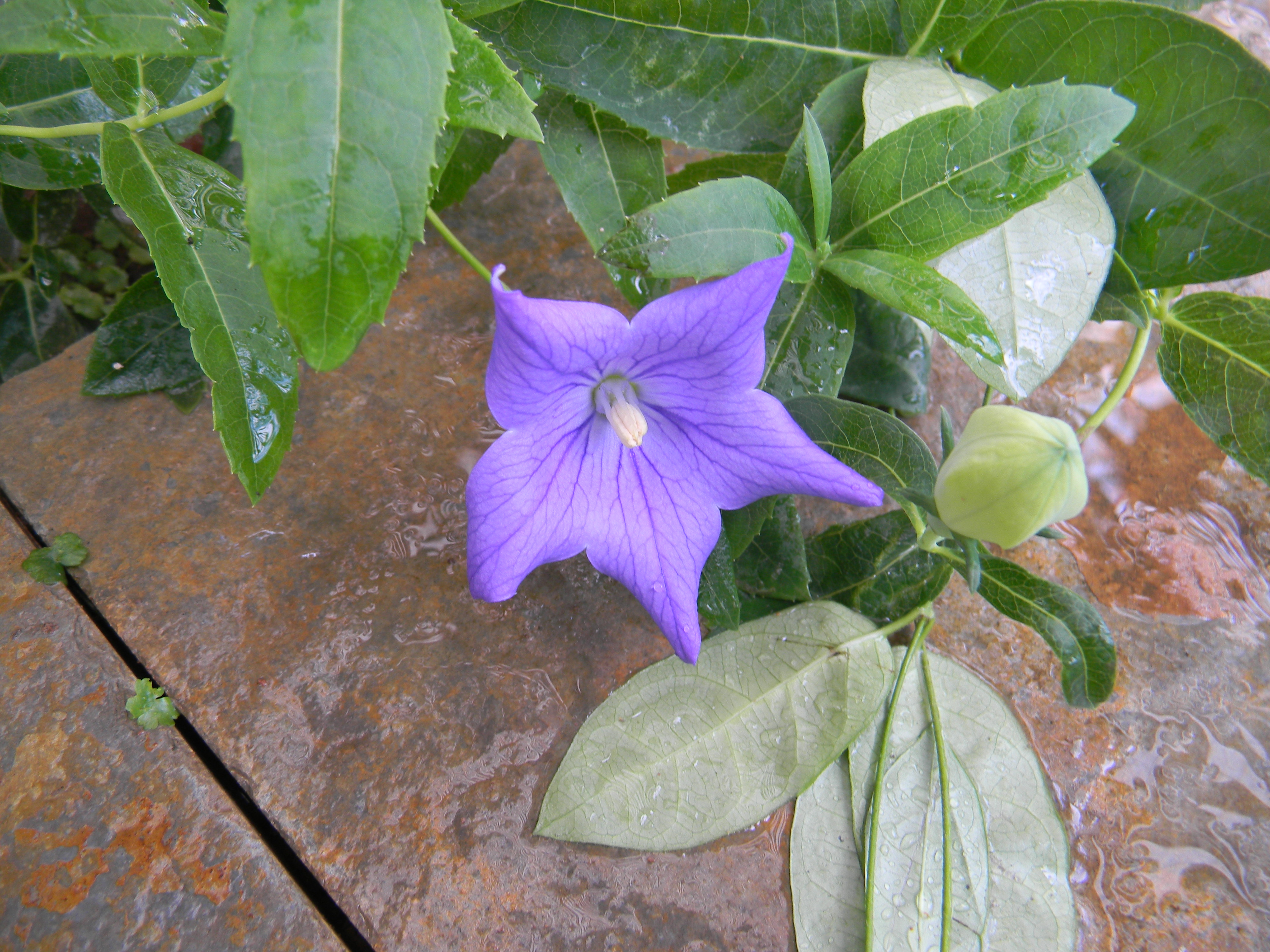 Kikyou — Balloon flower, a single blue-purple star bloom