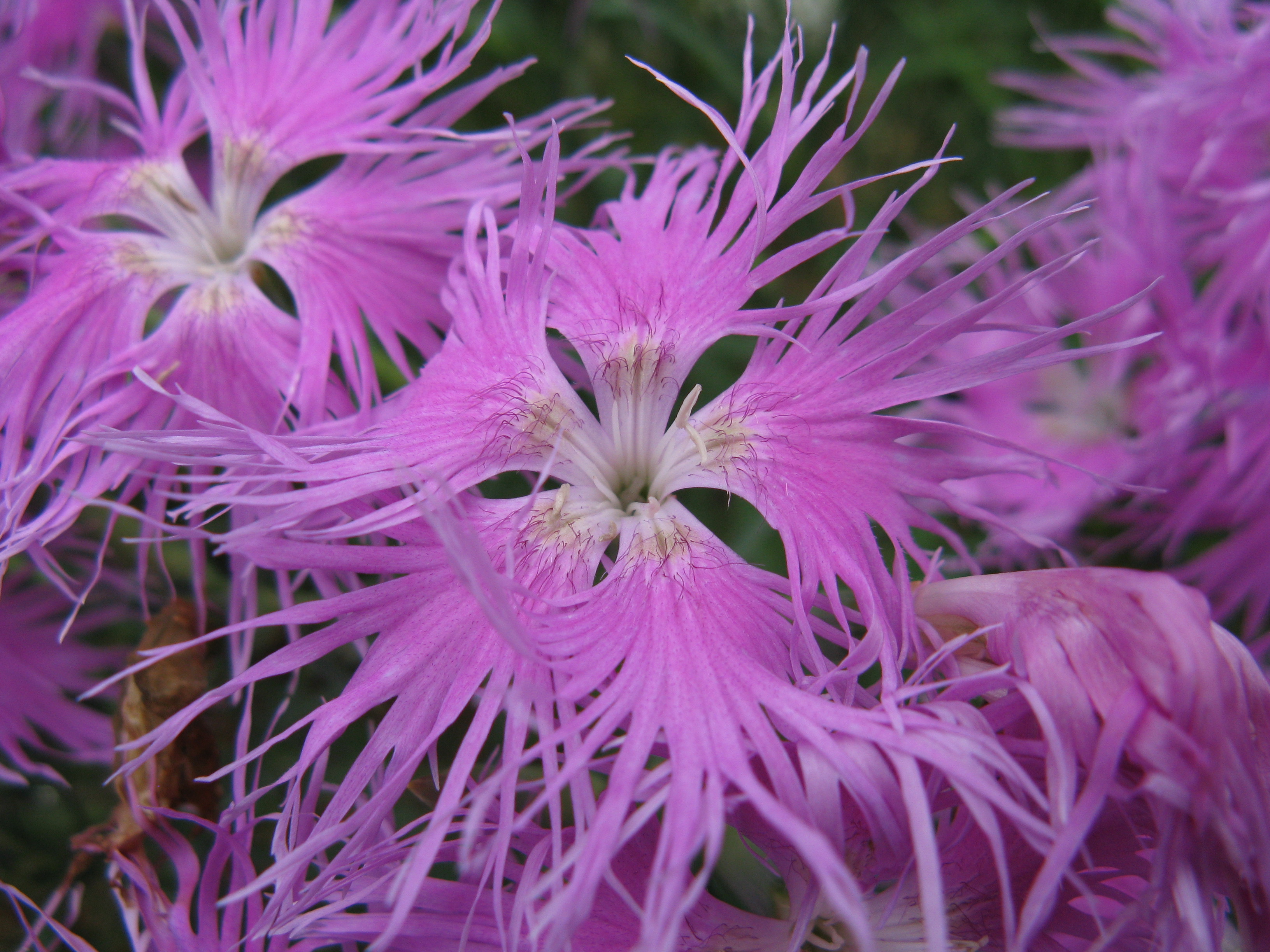 Nadeshiko — Fringed pink, feathery pink blossoms in sunlight